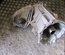 PORSCHE 0BU341011Q CAYENNE (92A) 2012 Transfer Case